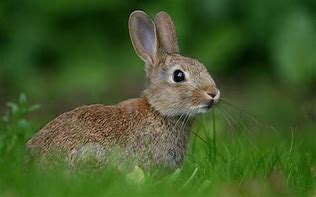 Image result for Rabbit White Background Photography