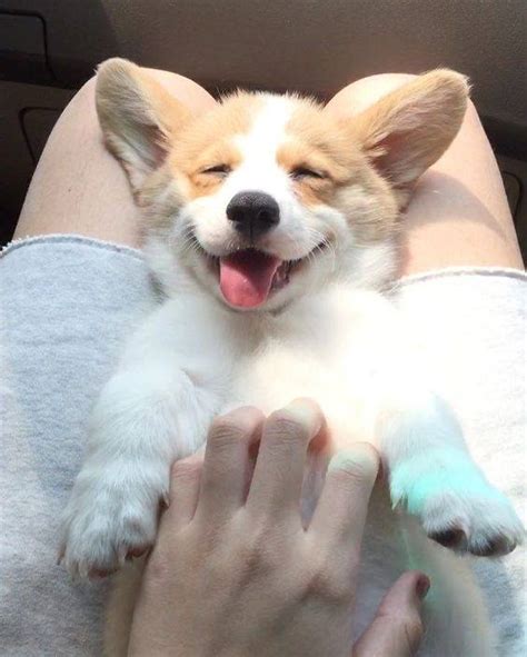 Such a happy face! 😀🙂 : r/dogpictures