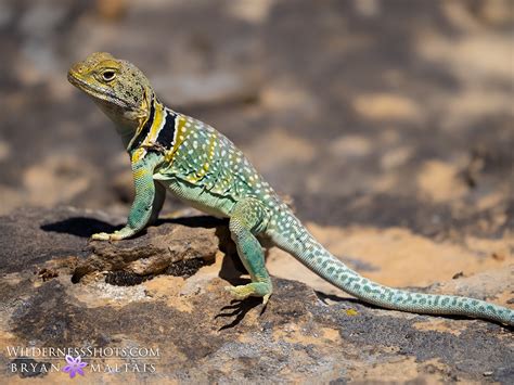 Image result for Eastern Collared Lizard