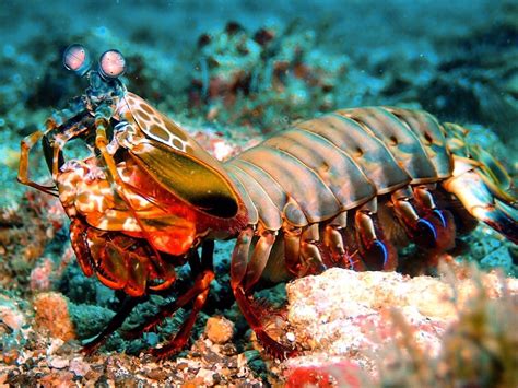 Mantis Shrimp Eating Fish Mantis Shrimp Look Fragile But Pack A