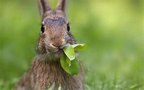 Image result for Cute Rabbit 1307