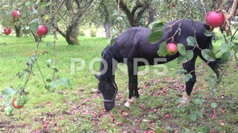 Horse Eating Apple From Tree