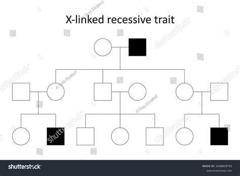 Pedigree Chart X-linked Recessive Trait Stock Illustration 2438818755 | Shutterstock