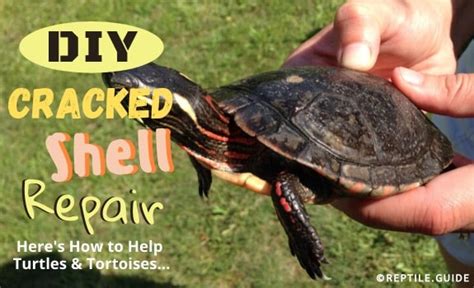 Image result for How to Fix a Broken Turtle Shell