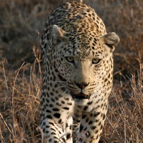 Types Of Leopards List