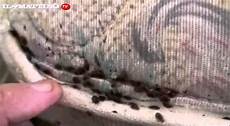 cimici da letto uova sgradevoli ospiti le cimici da letto come combatterle cimici da letto uova sgradevoli ospiti le cimici da letto come combatterle