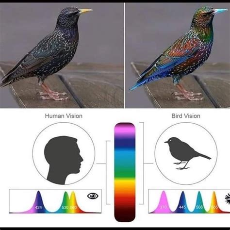 Did you know birds see like this? I wonder what the world looks like to ...