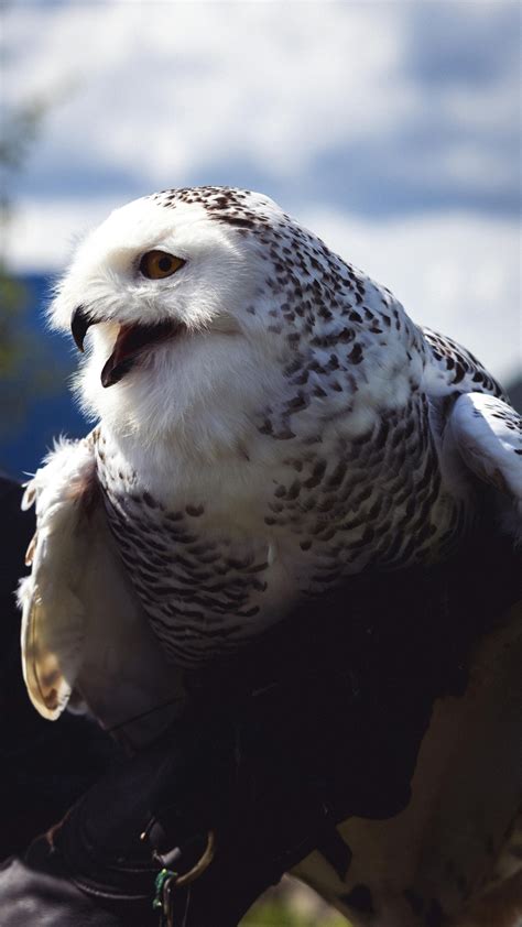 Animals that are naturally white in colour