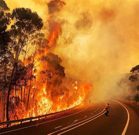 地理老师雷亚鸣：澳洲山火的背后，可能隐藏着一批动植物“纵火犯”_桉树