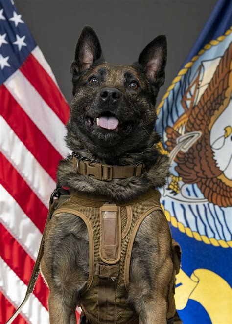 Navy SEAL Military Working Dog Retires > Naval Special Warfare Command ...