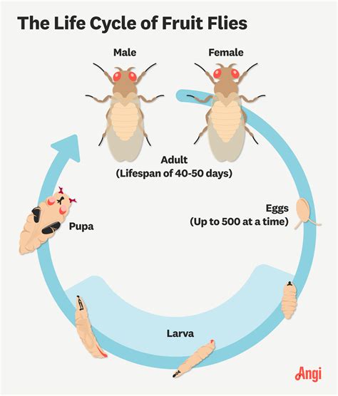 Life Cycle Of A Fruit Fly Solved The Following Image Shows A Fruit Fly