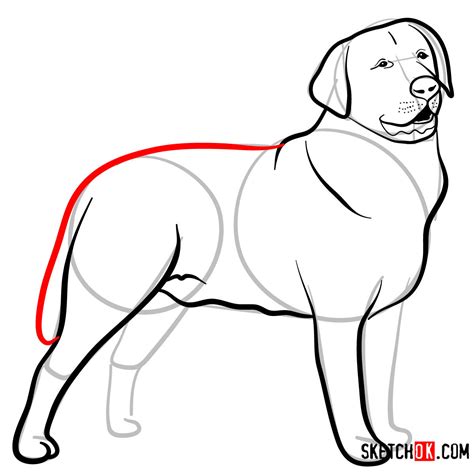 How to Draw a Realistic Labrador 的图像结果