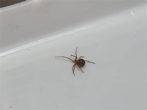 Nesticodes rufipes (Red House Spider) in miami, Florida United States