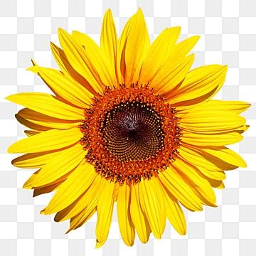 HTTP PNG 的图像结果