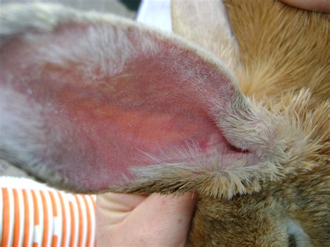 How Do You Get Rid Of Ear Mites In Rabbits at Wendell Espinoza blog
