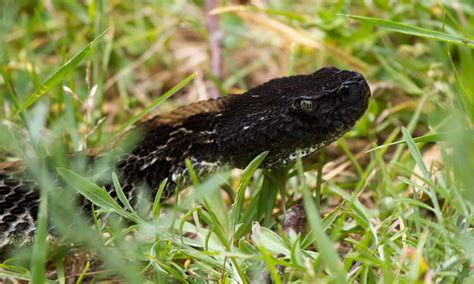 7 Black Snakes In Pennsylvania - A-Z Animals