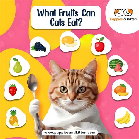 What Fruits Can Cats Eat? Benefits Of Eating Fruits For Felines ...