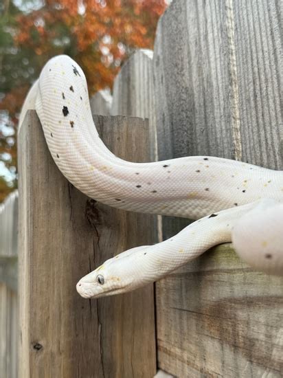 Image result for Sun Tiger Cow Reticulated Python