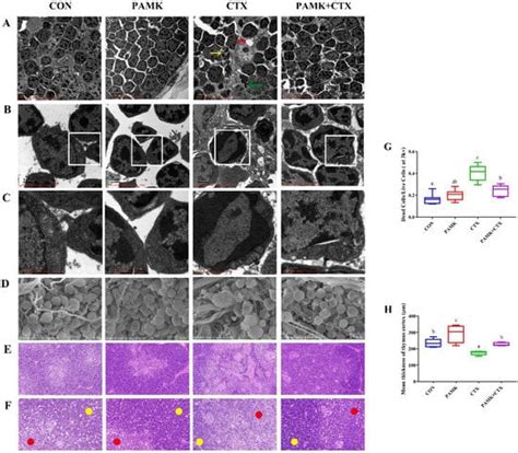 Polysaccharide of Atractylodes macrocephala Koidz Alleviates ...