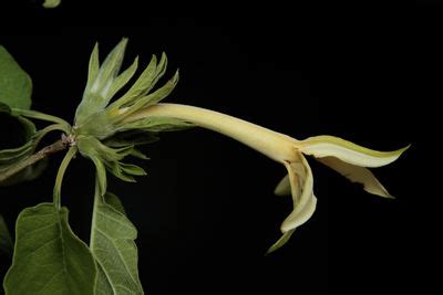 Randia monantha Benth. | Plants of the World Online | Kew Science