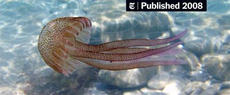 Stinging Tentacles Offer Hint of Oceans' Decline - The New York Times