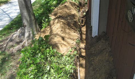Large Tree Root Trimming 的图像结果