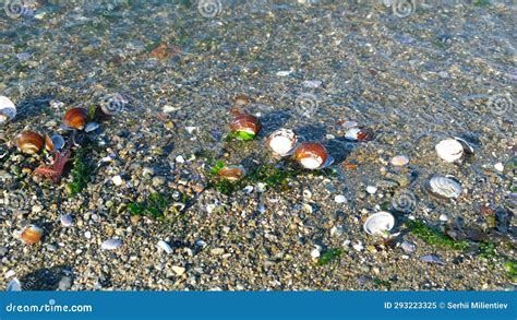 Image result for Colorful Sea Shells On Beach