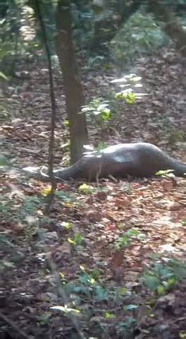 Image result for Python Swallowing a Deer