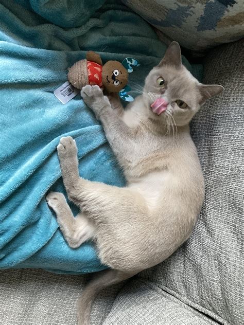 Update on Lady (& Mack) - getting along swell! He just got fixed a week ...