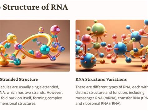Image result for RNA DNA Explained