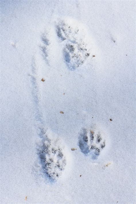 Raccoon Footprints in the Snow Stock Image - Image of prints, seasonal ...