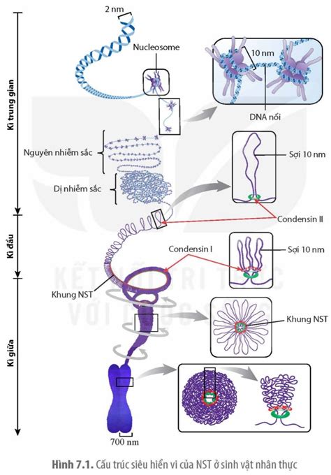 Dễ hiểu giải Sinh học 12 Kết nối tri thức bài 7: Cấu trúc và chức năng ...