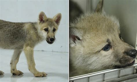 China Uses Cloning Technology To Create World’s First Wild Arctic Wolf ...
