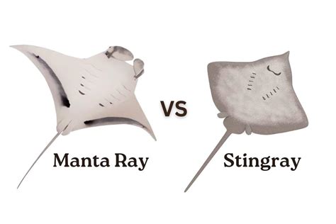 Jellyfish Vs Stingray Sting at Skye Dyason blog