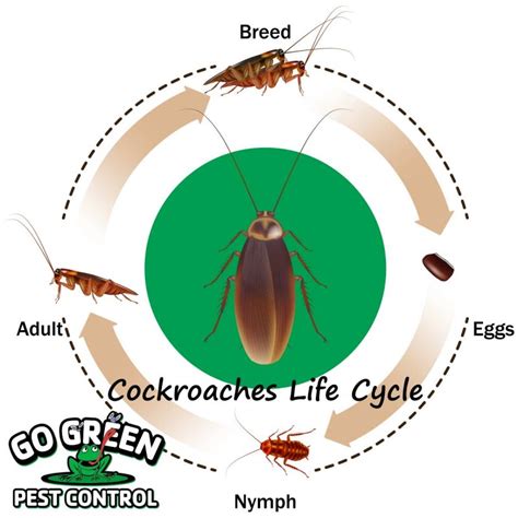 Reproduction in Cockroach 的图像结果