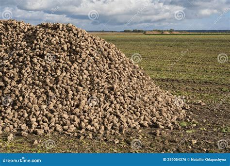 Large Pile of Sugar Beets. Sugar Beet Root Crop in the Field after ...