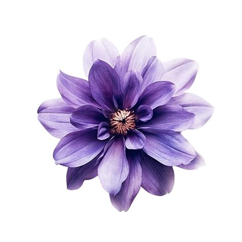 Flower Transparent Background Purple at Helen Porter blog