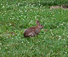 Image result for White and Brown Rabbit
