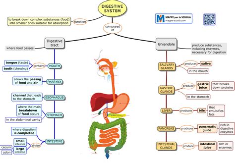Mappe per la Scuola - DIGESTIVE SYSTEM