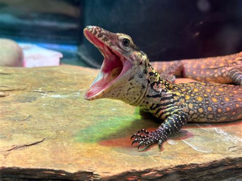 Endangered Komodo dragons hatch at ZooTampa for 1st time ever | WFLA