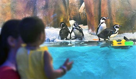 Zoos housing large, iconic animals see more visitors: Study- The Week