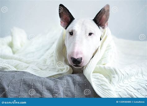 A Cute White English Bull Terrier is Sleeping on a Bed Under a W Stock ...