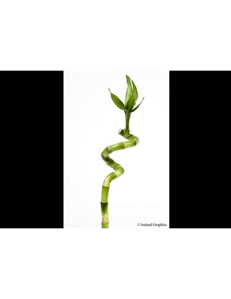 Curly Lucky Bamboo Plant Med - Wagon Wheel