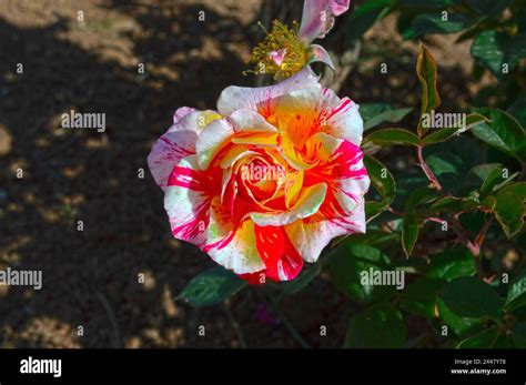 Roses, garden flowers in spring Stock Photo - Alamy
