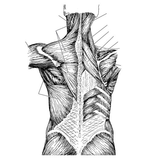 Image result for Back Muscle Chart
