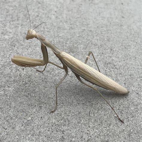 Gray Praying Mantis
