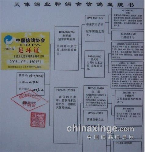 我的鸽舍--中国信鸽信息网相册