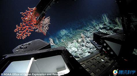 探测器潜入夏威夷5000米深海 发现神秘生物_科技_环球网