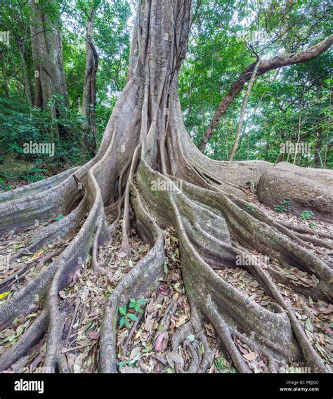 Kapok Tree (Ceiba pentandra) with buttress roots in the rainforest of the Rincon de la Vieja ...