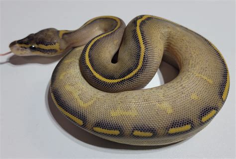 Highway Ball Python 的图像结果